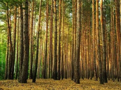 Ділянка в лісі , Харківська пл. 3 км, (за Бортничами) - 8.500$.