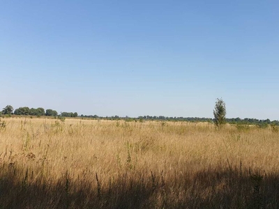 Продажа земельного участка в Петровском (Бориспольский)